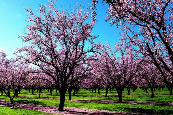 Il momento migliore quando gli alberi e l erba