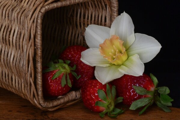 Baies de fraises éparpillées dans le panier