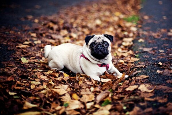 Pug dans les jours d automne dans le parc