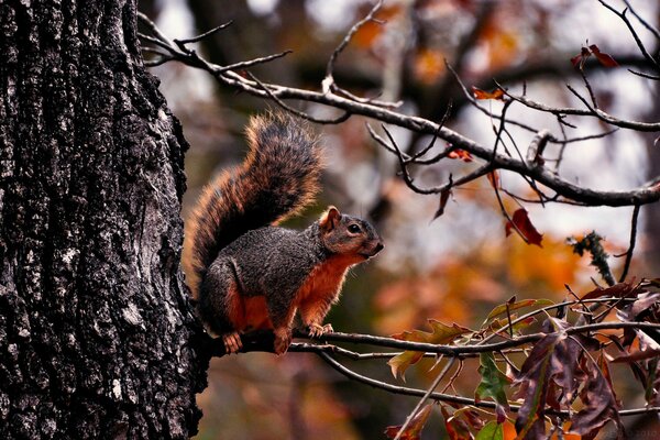 Süßes Eichhörnchen sitzt auf einem Ast