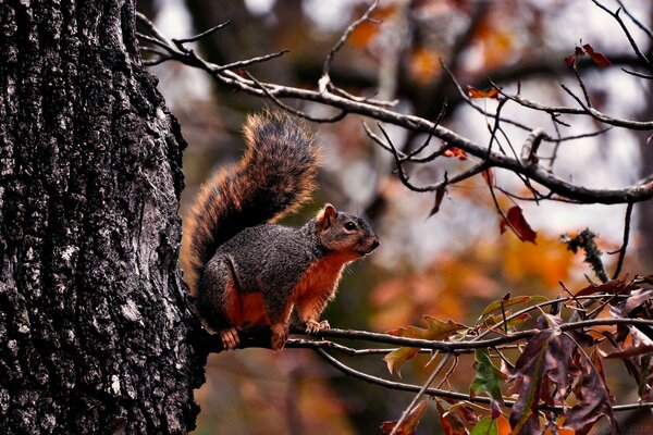 A cute squirrel is sitting on a branch