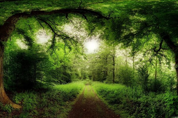 Forêt verte avec sentier sur fond