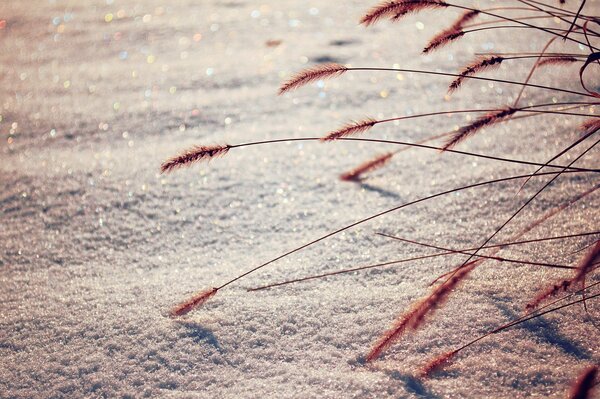 Photo of spikelets on the background of shimmering snow