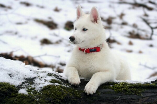 Weißer Husky im Winter im Schnee