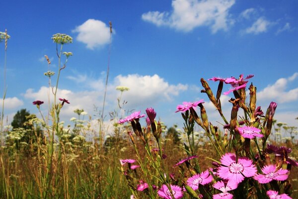 Llegó la primavera alrededor de la hierba florecen las flores y la belleza