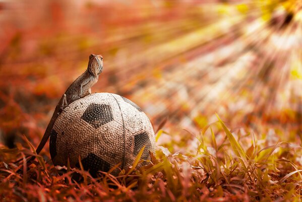 A lizard in the rays of the sun sits on a ball