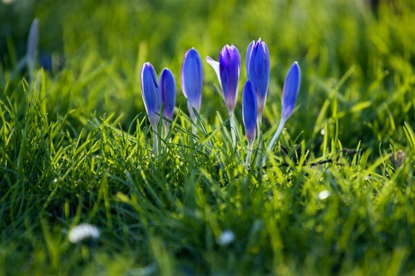 Blaue Krokusknospen auf einem Grashintergrund