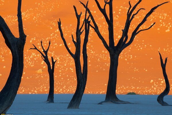 Рисунок деревьев оранжевый синий