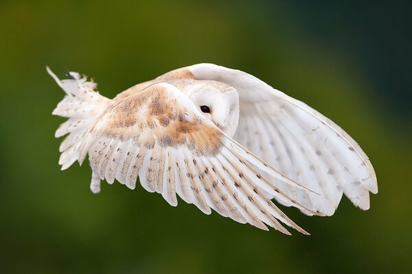 Gufo allarga le ali in volo