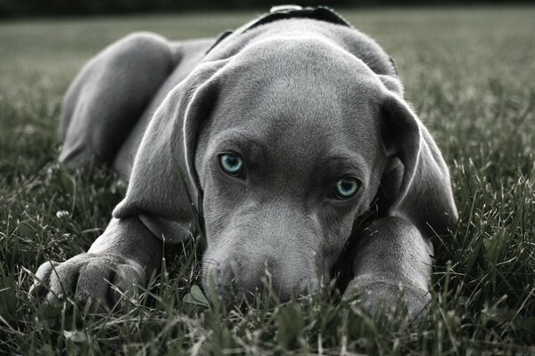 Le chien qui se cache dans l herbe