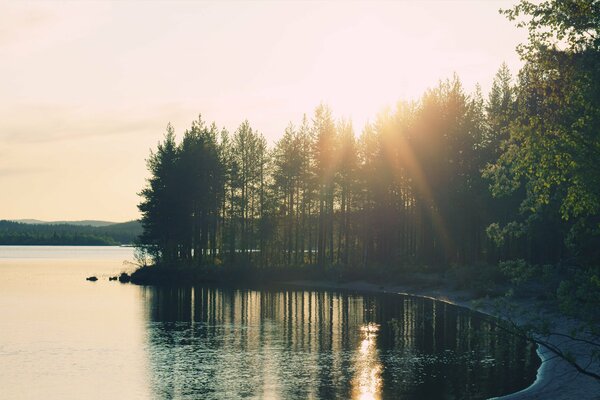 Forest in the sunlight by the lake