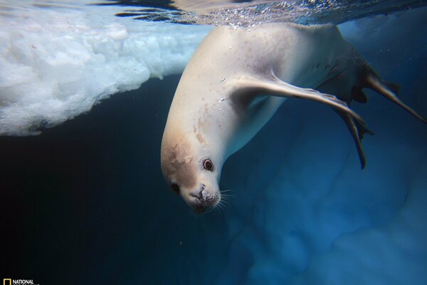 National geographic marine animals of the north