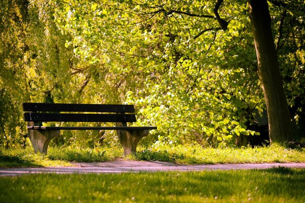 Die Bank steht im Schatten im Sommerwald