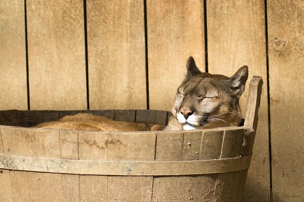 Cougar descansa en una tina de madera