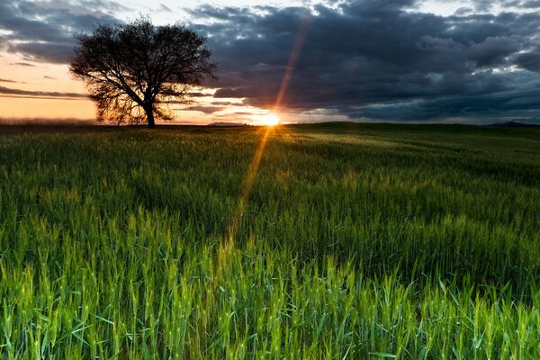 Rayos de sol de una nube en un campo verde