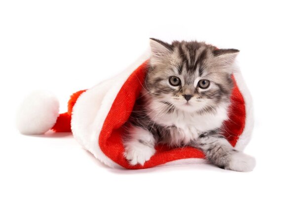 A striped kitten is lying in a New Year s hat