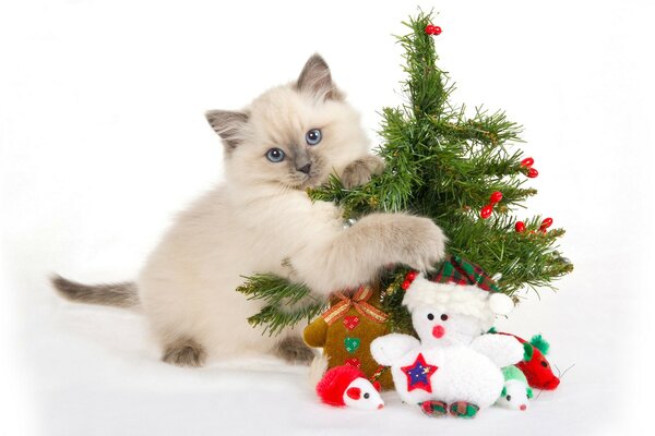 A kitten is playing with a small Christmas tree