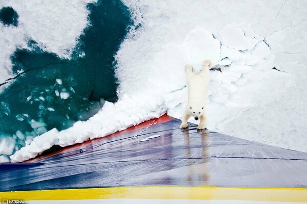 National geographic white bears of Antarctica