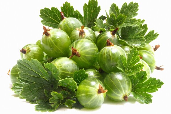 Fragrant green gooseberry with leaves