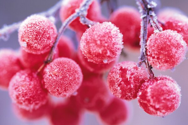 Frost auf saftigen Beeren der Eberesche