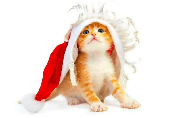 A red-haired kitten is sitting under a New Year s hat