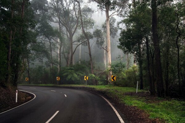 Giro de la carretera en el bosque más a menudo