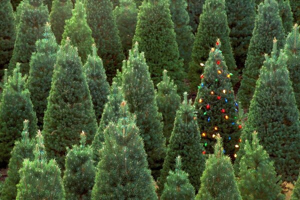 Christmas tree among green trees