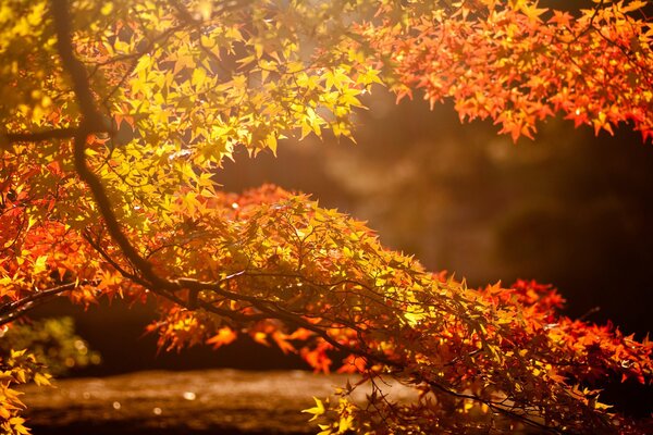 Branche d automne avec des feuilles d érable dans les rayons du coucher du soleil