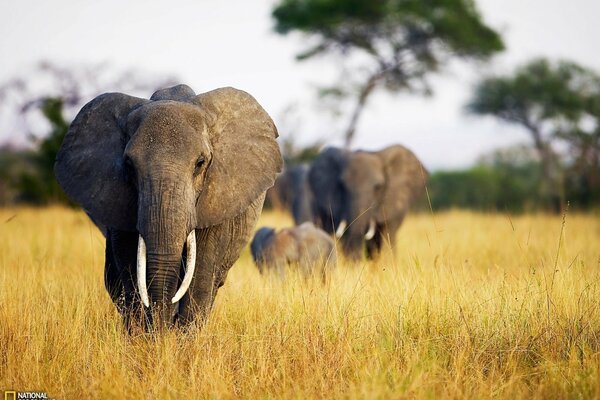 National geographic à Savannah