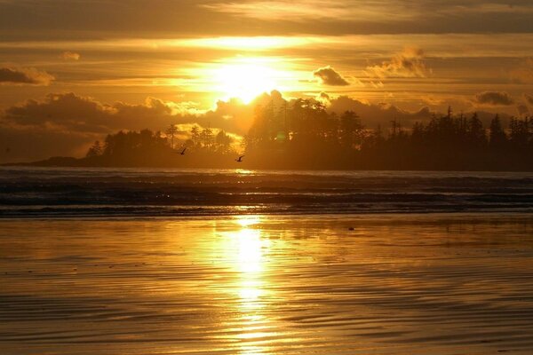 Golden sunset by the sea. Seagulls fly over the water