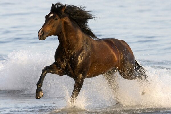 Le cheval court dans les eaux peu profondes et soulève beaucoup d éclaboussures