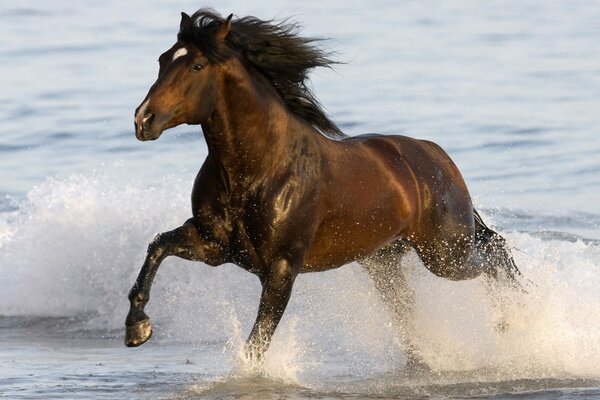 Il cavallo corre in acque poco profonde e raccoglie molti spruzzi