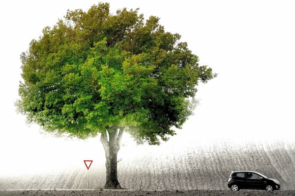 Coche negro bajo un árbol verde