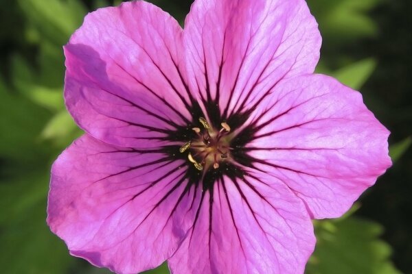 Große rosa Blume auf grünem Hintergrund