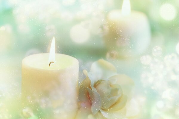 White roses and burning candles