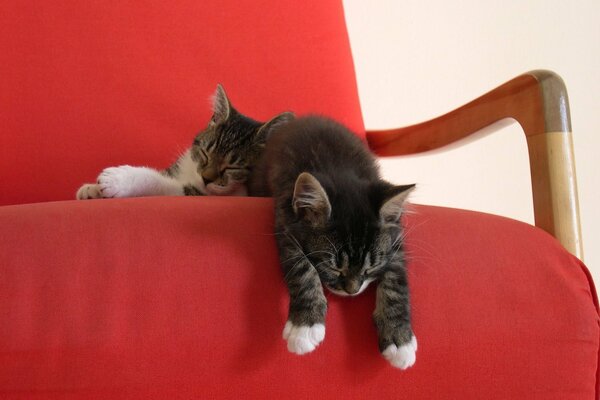 Dos gatitos duermen en una silla roja