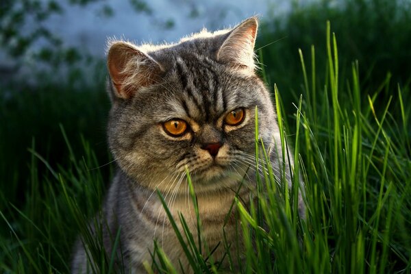 Gros chat britannique dans l herbe