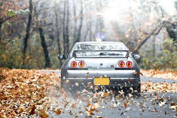 Nissan Skyline conduce en el bosque de otoño