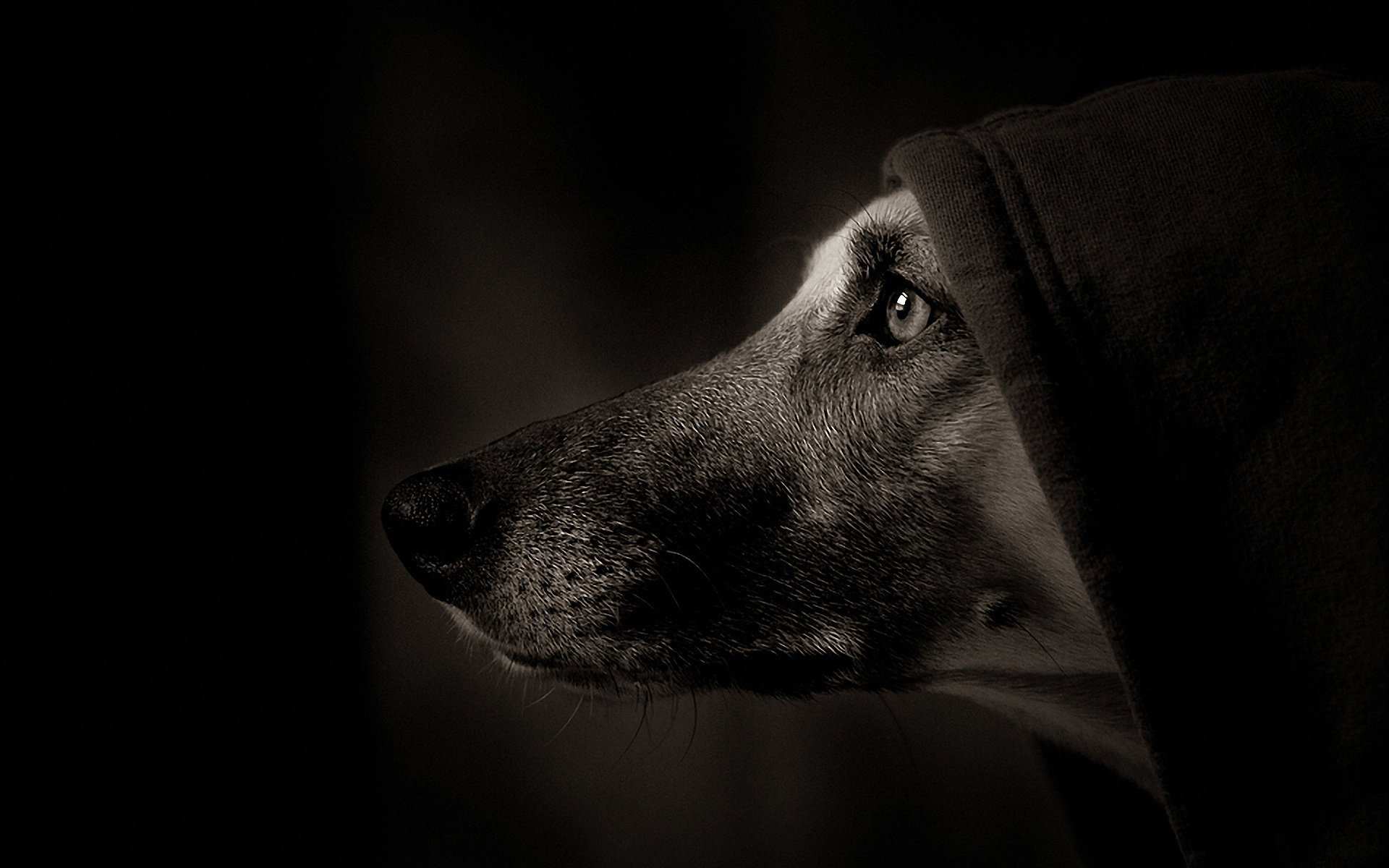 dog hood portrait