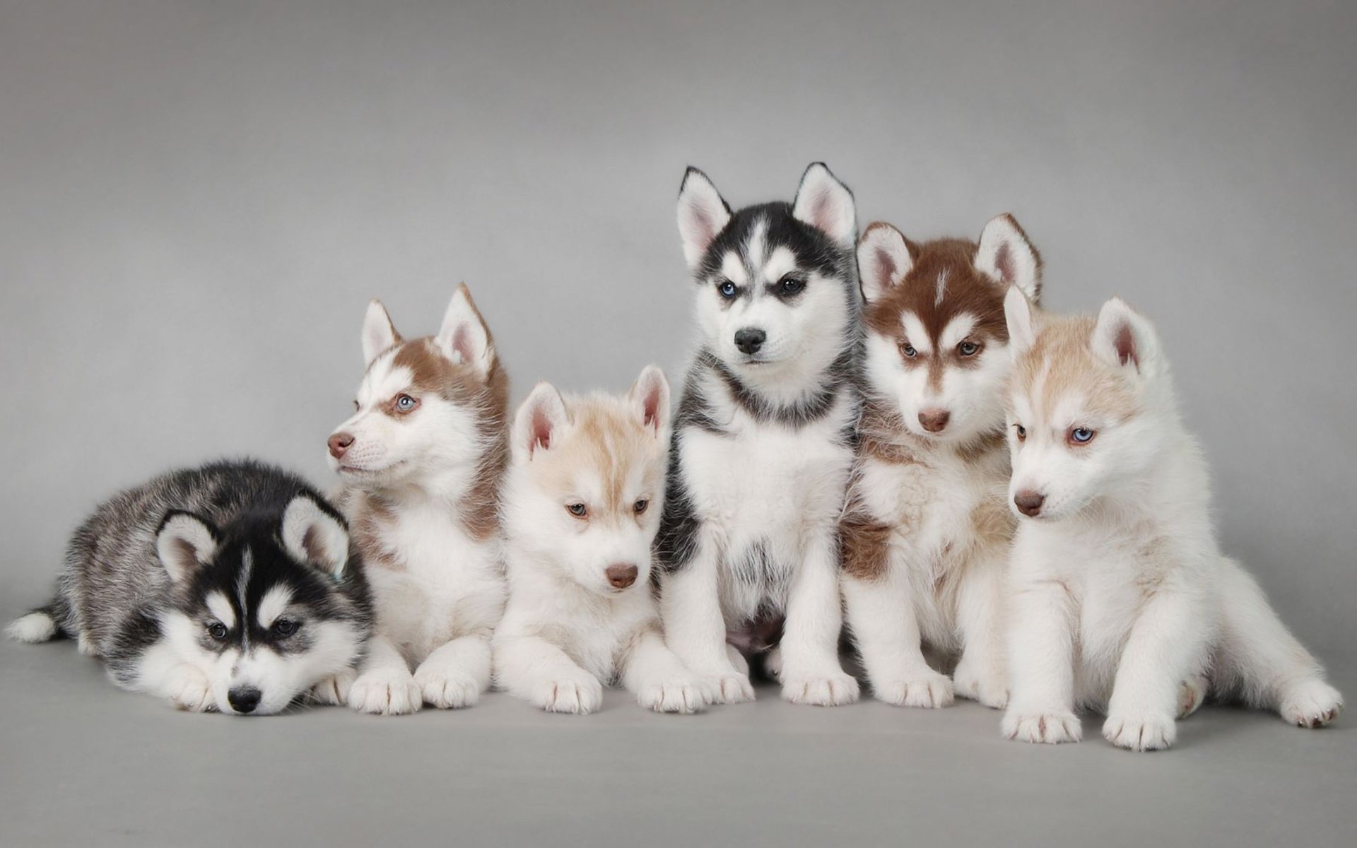 chiens huskies chiots