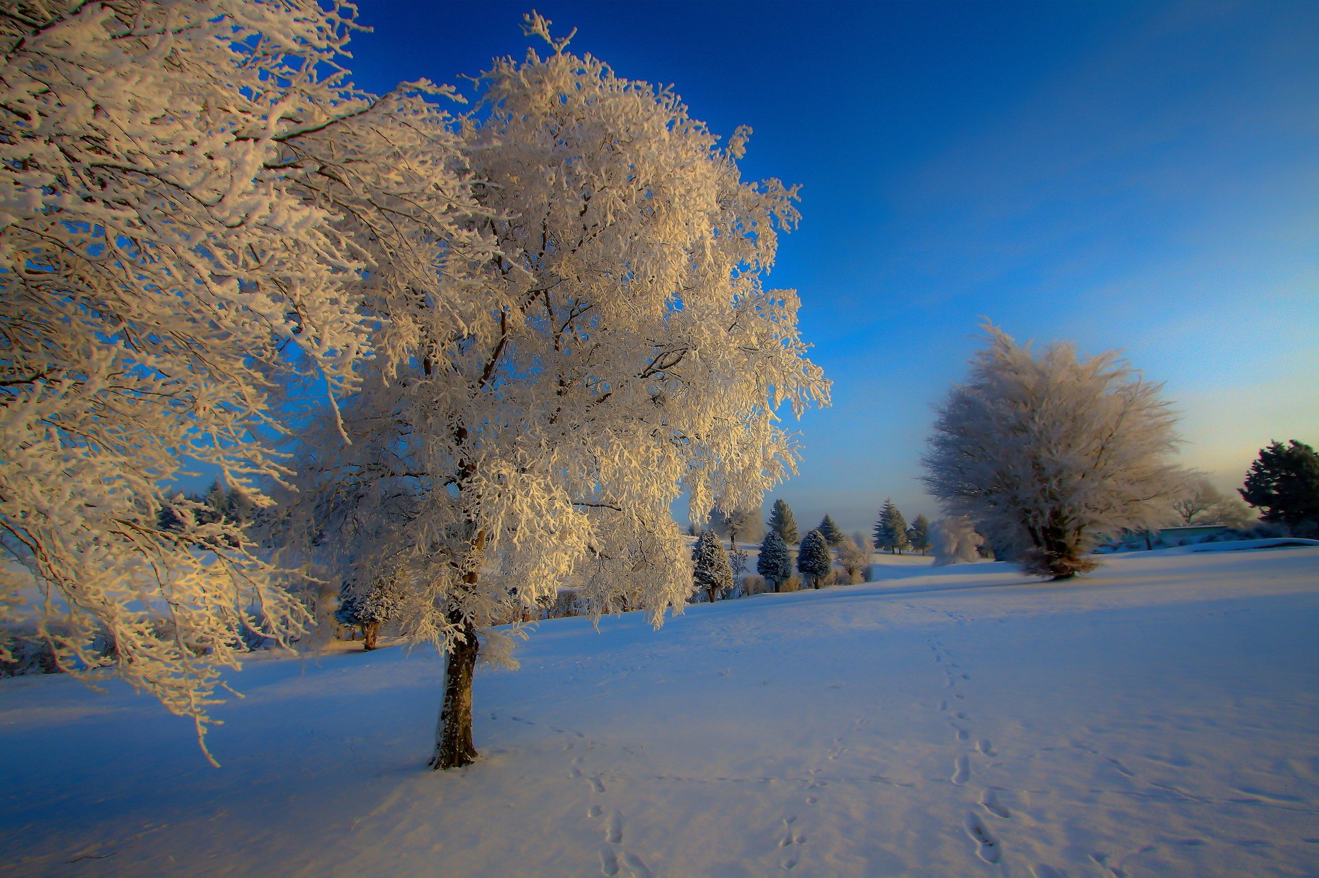 naturaleza invierno nieve árbol