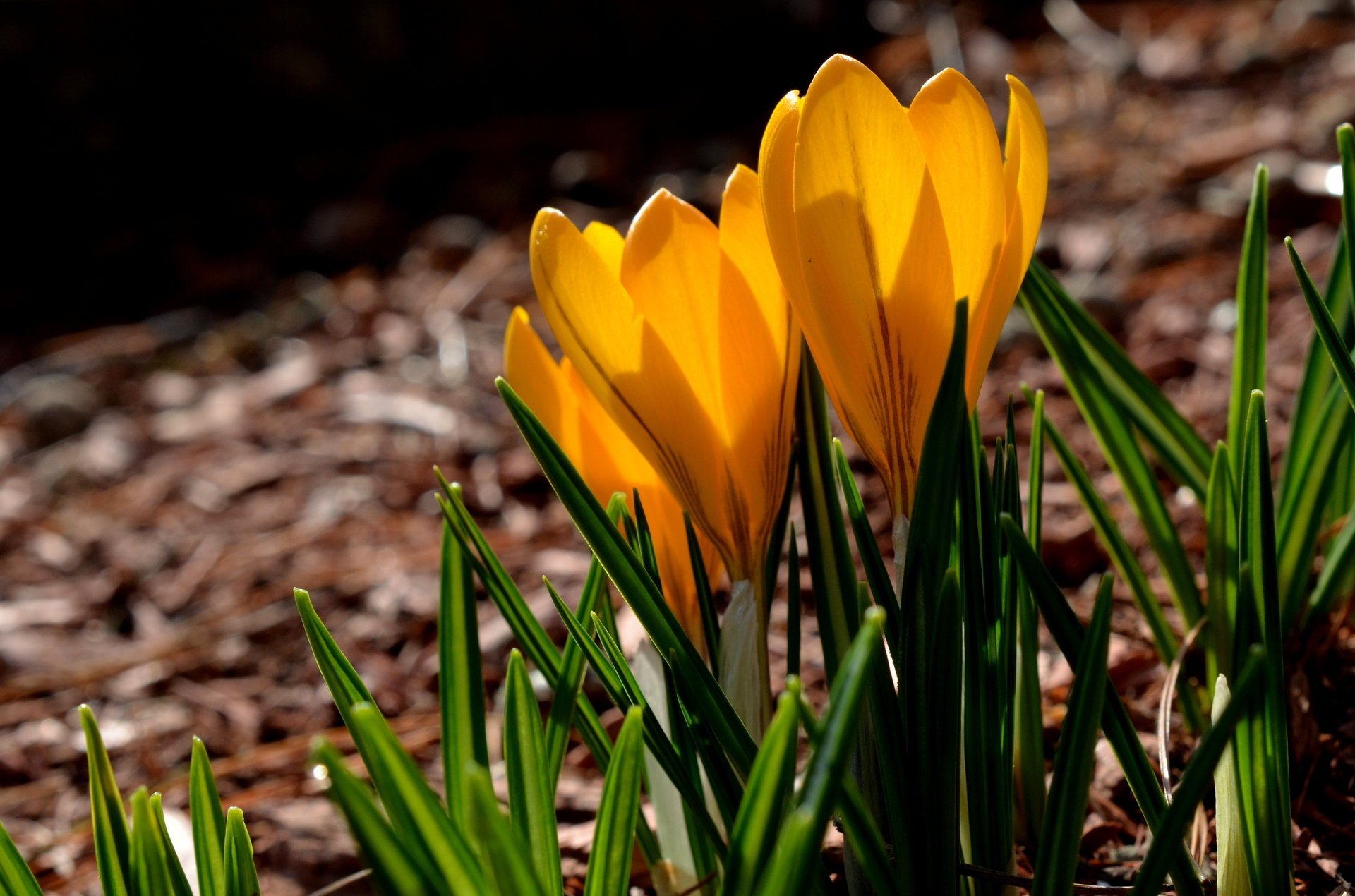 crocus yellow spring crocuses yellow petal