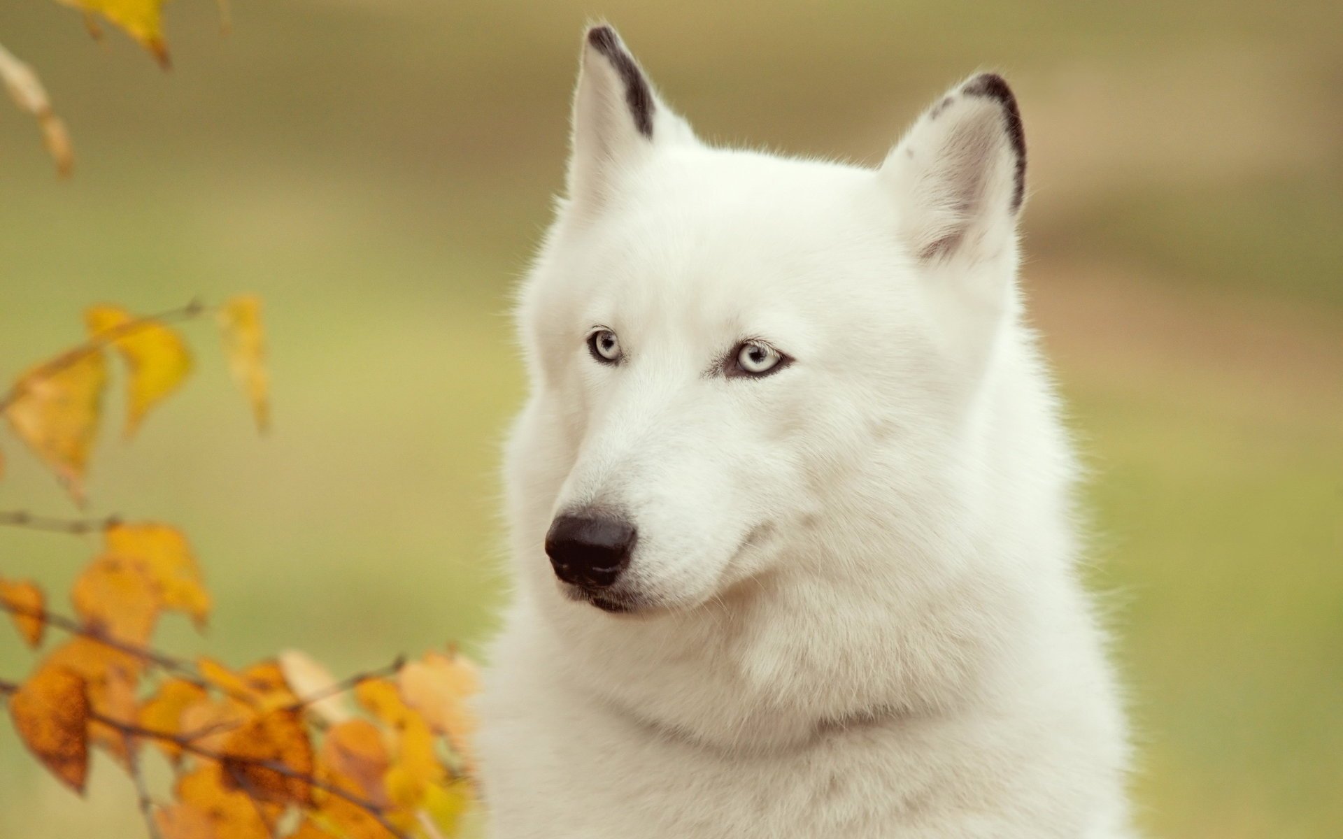 hund freund husky