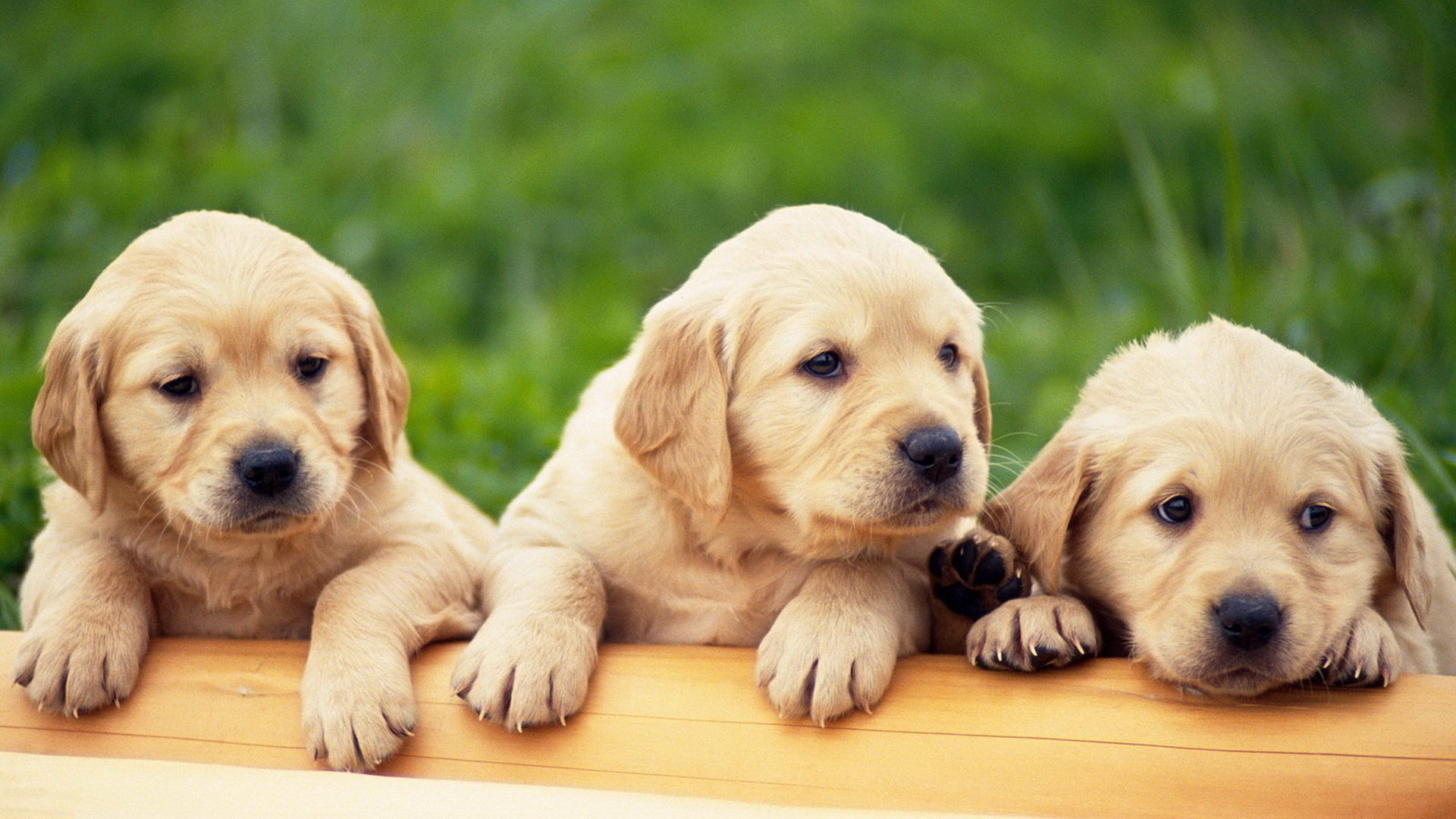 welpen goldener retriver 3 stück labrador