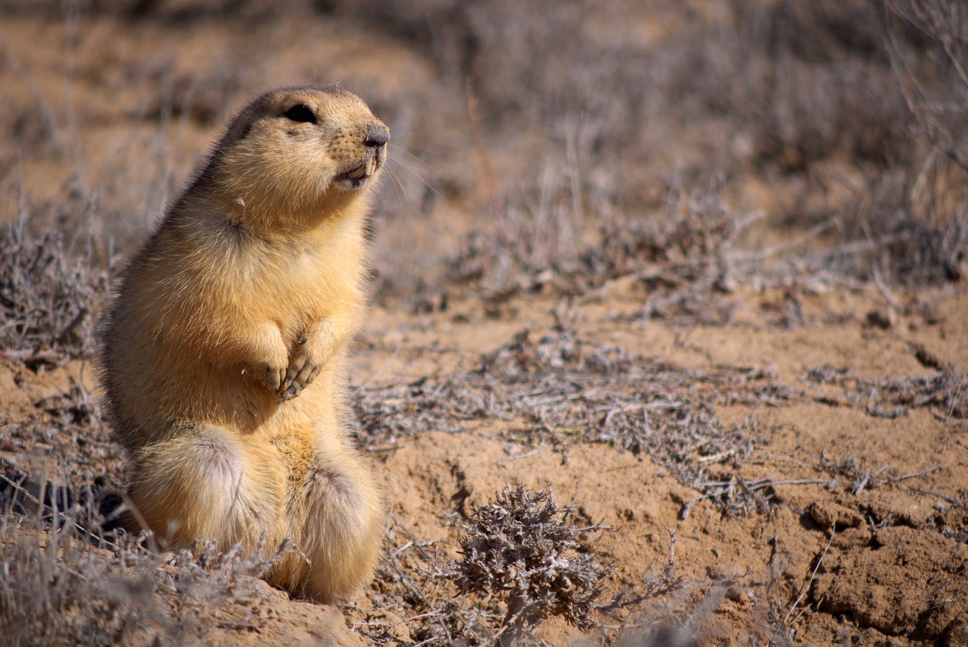 gopher animal sable regarder petit assis