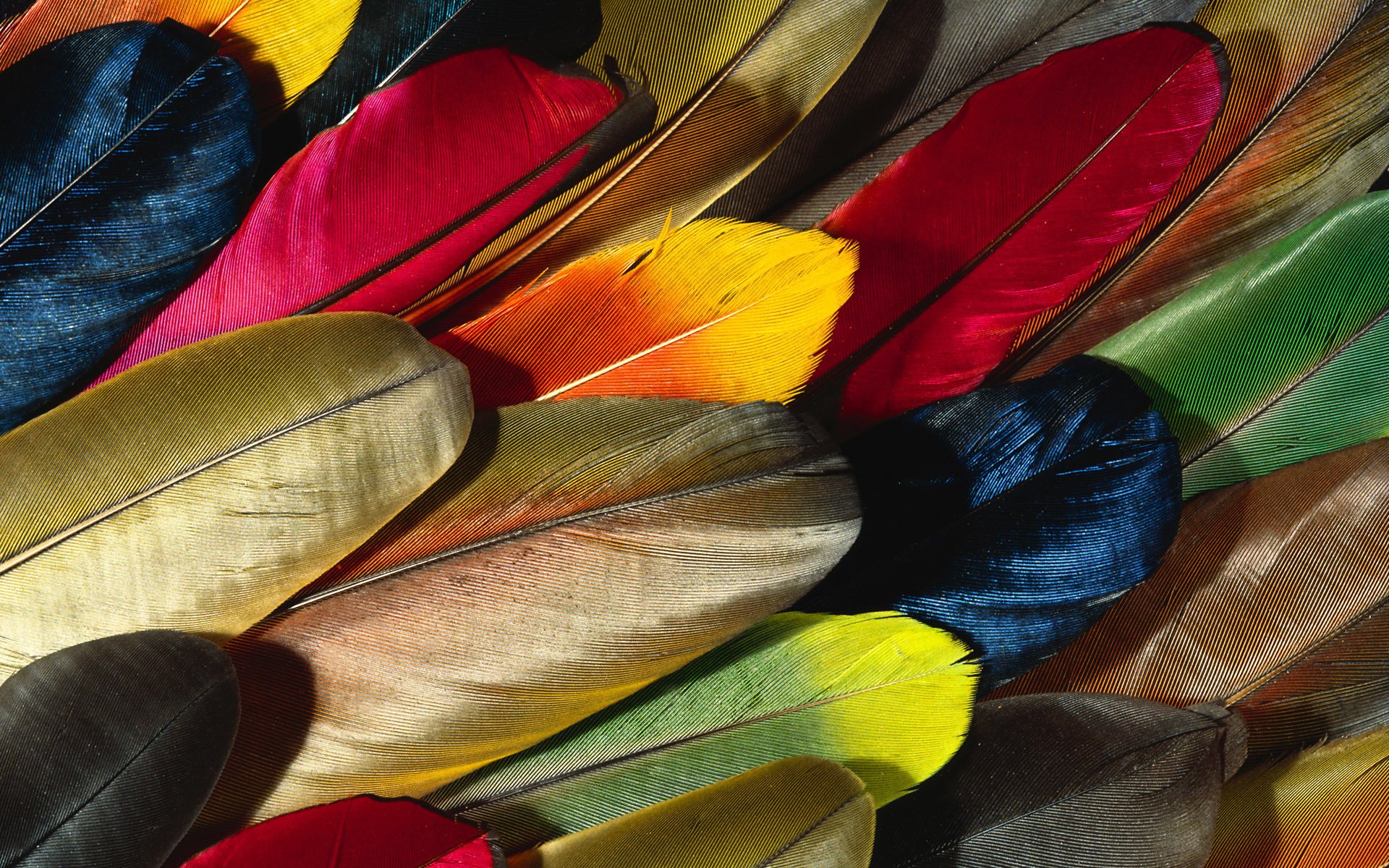 papier peint multicolore plumes perroquets plume