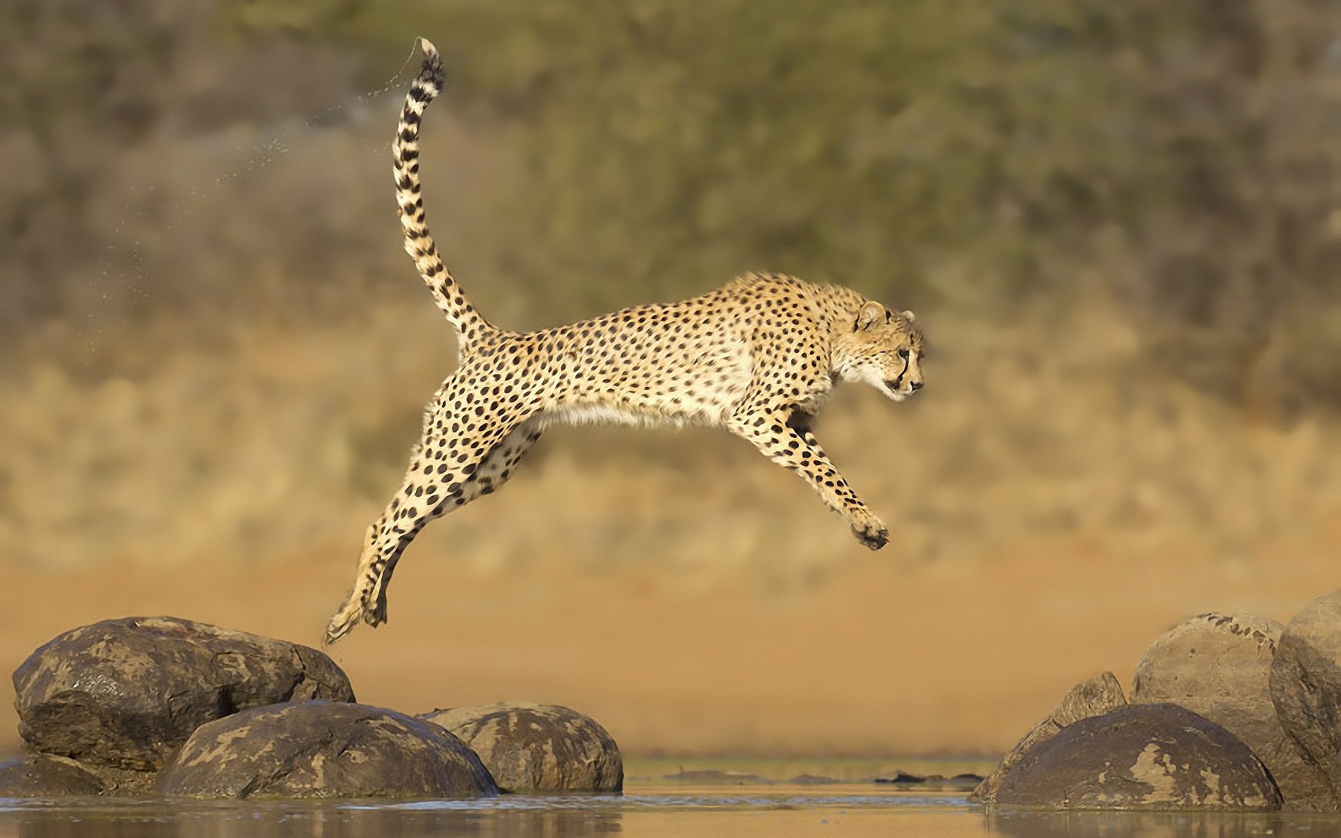 guépard saut pierres eau