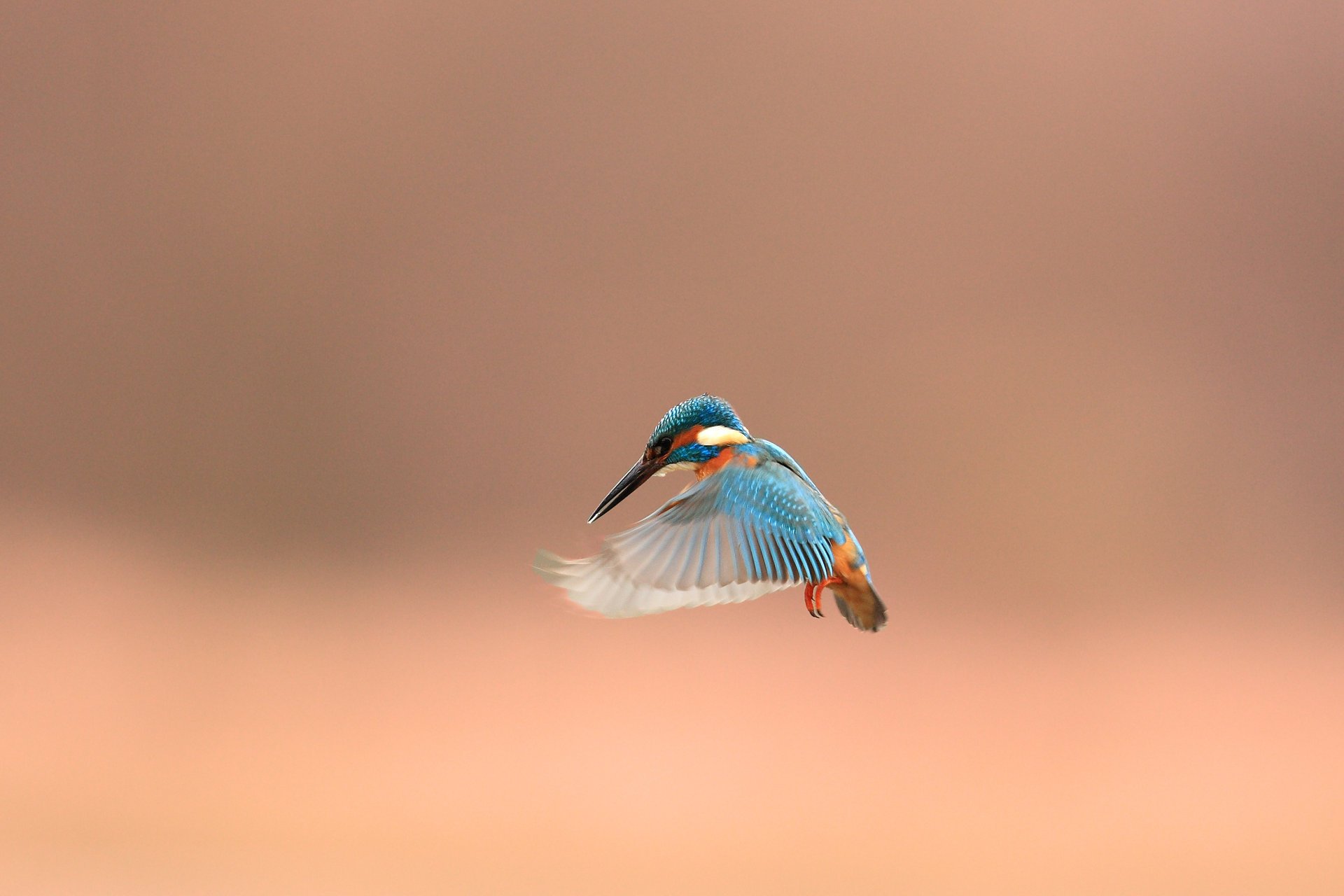 uccello alcedo atthis kingfisher martin pescatore