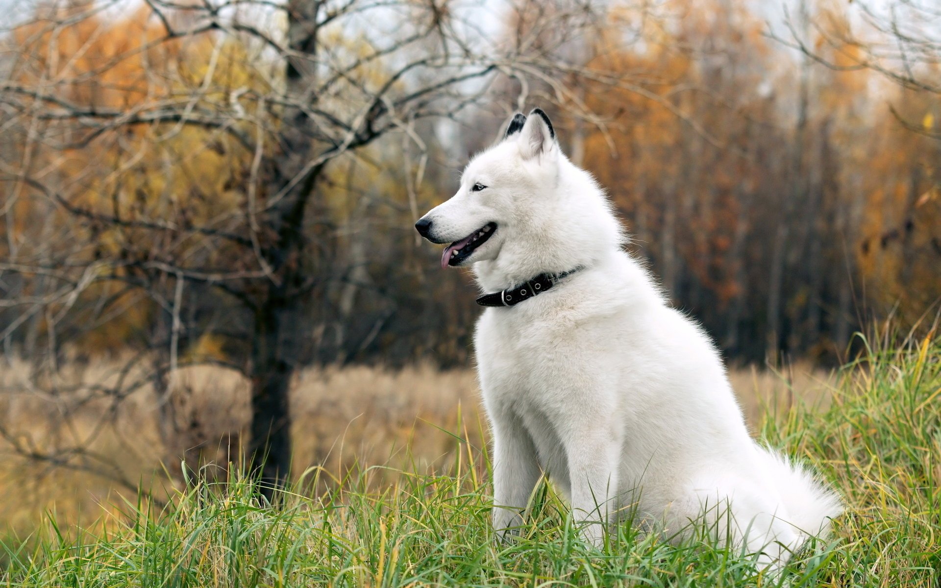 perro husky amigo