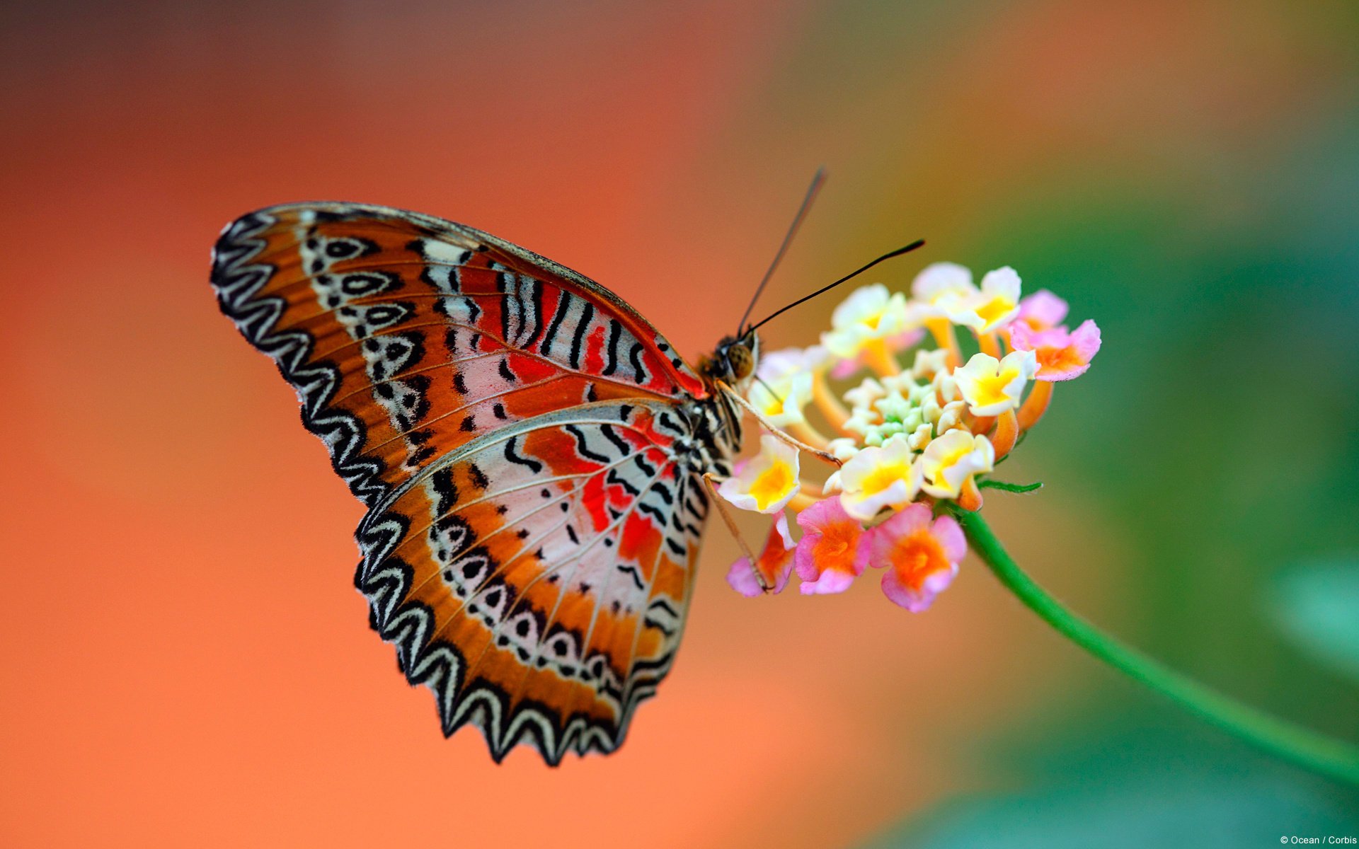 schmetterling hintergrund blume flügel